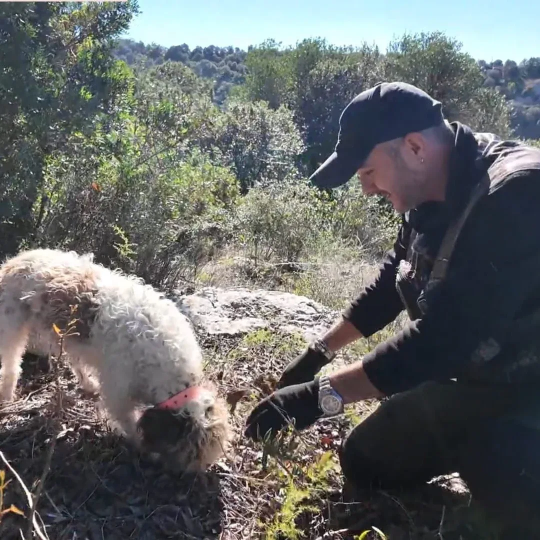 Ricerca del tartufo nel Sarcidano