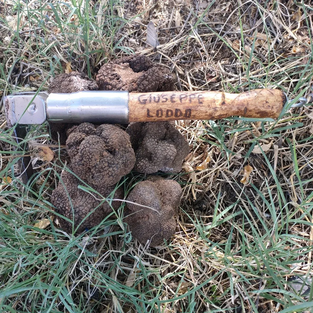 Ricerca del tartufo nel Sarcidano con pranzo tipico