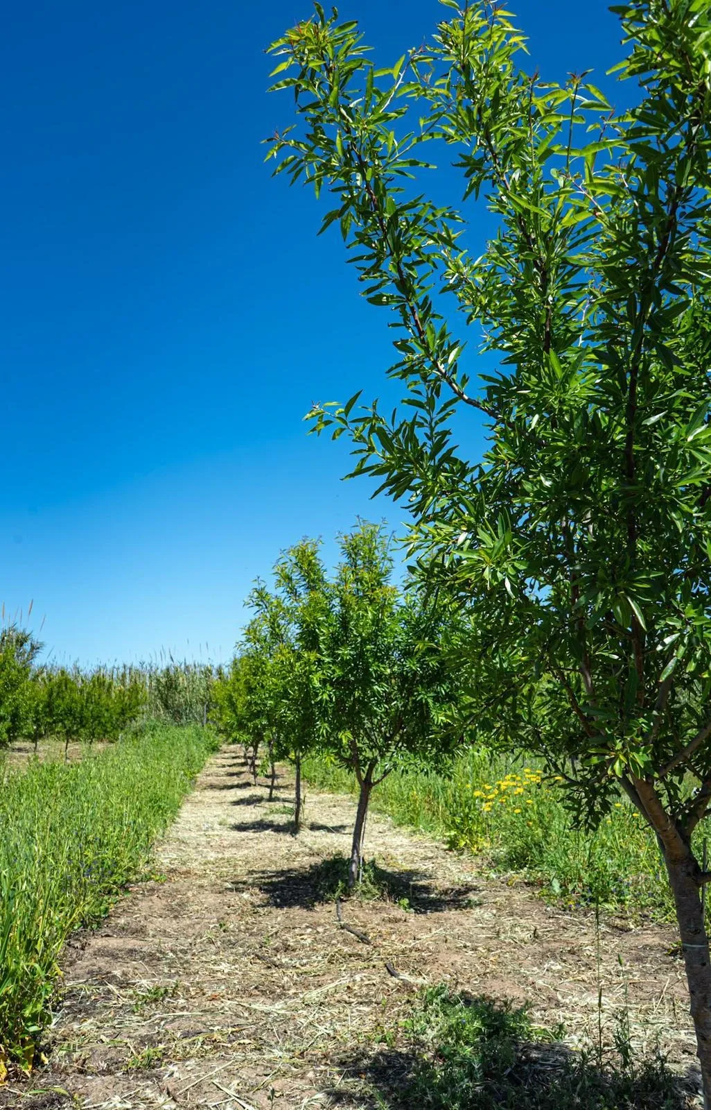 Esperienza sensoriale tra mandorli e piante officinali a Monastir