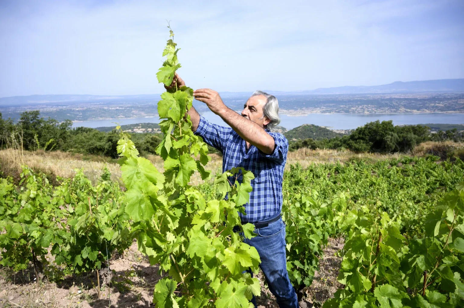 Passeggiata tra le vigne di Niuge a Nughedu Santa Vittoria