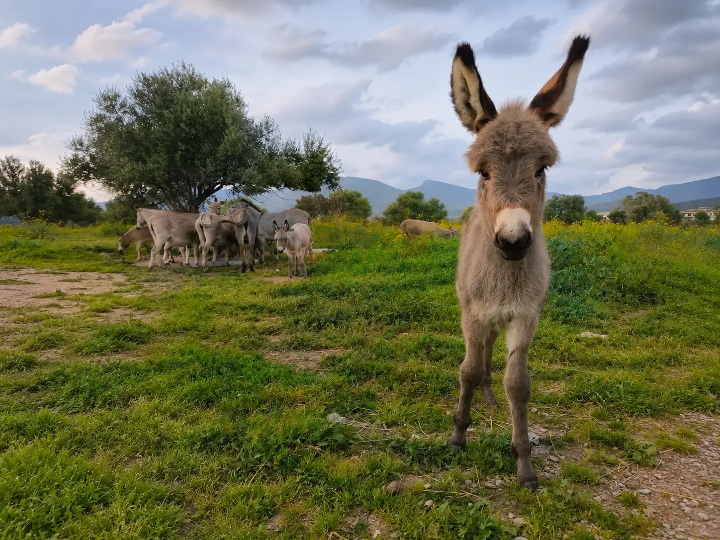 A passo d’asino nel Sarrabus: agrumeto, molentes e degustazione