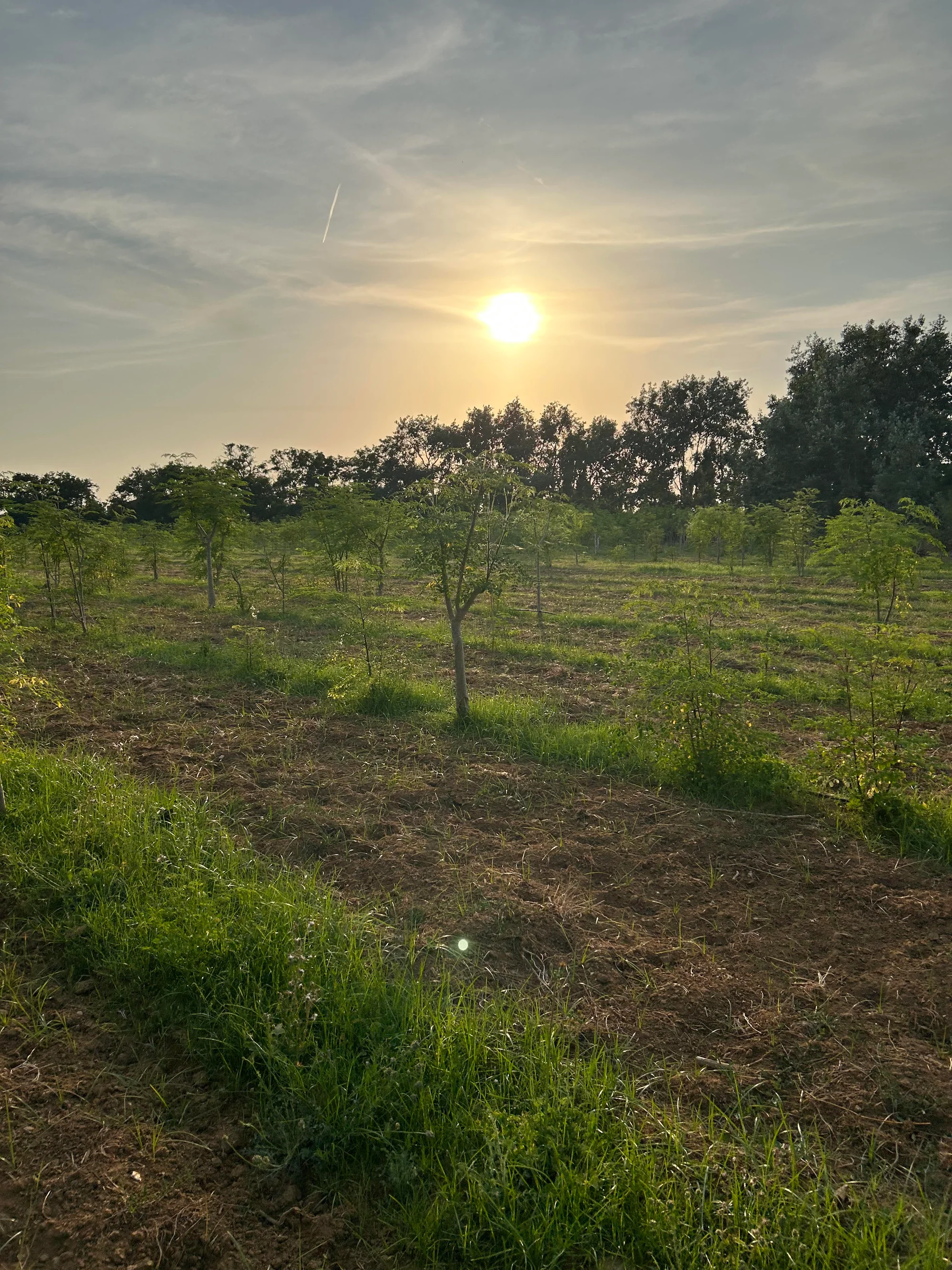Visita guidata tra i filari di Moringa oleifera a Sorso